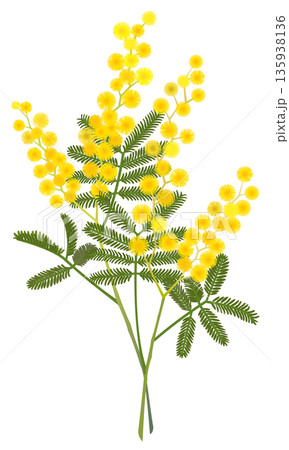 ミモザアカシアの切花 135938136