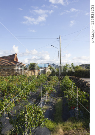 Countryside scenery with pepper fields 135938255