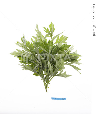 フーチバー 135938264