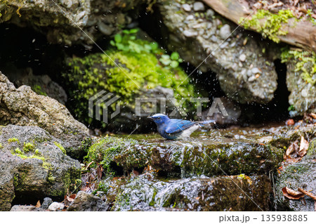 水浴びするオオルリ。幸せの青い鳥。山梨県富士吉田市大洞の水場-2025 山中湖の別荘地内にある水場。 135938885