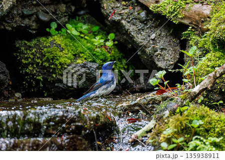 水浴びするオオルリ。幸せの青い鳥。山梨県富士吉田市大洞の水場-2025 山中湖の別荘地内にある水場。 135938911