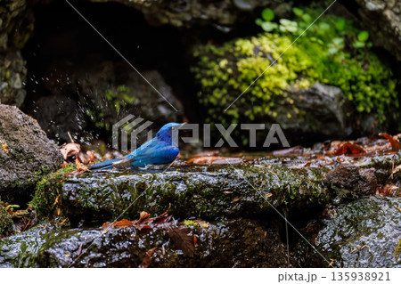 水浴びするオオルリ。幸せの青い鳥。山梨県富士吉田市大洞の水場-2025 山中湖の別荘地内にある水場。 135938921