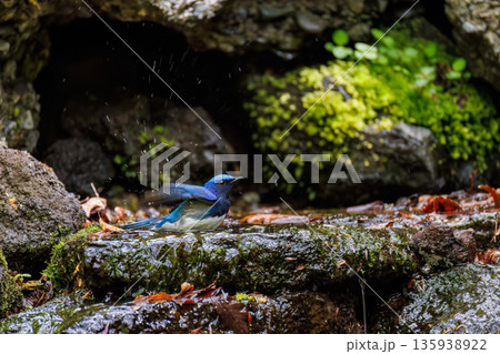 水浴びするオオルリ。幸せの青い鳥。山梨県富士吉田市大洞の水場-2025 山中湖の別荘地内にある水場。 135938922