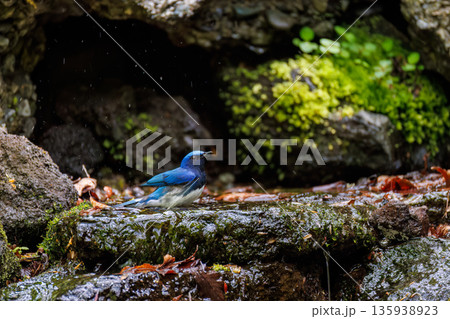 水浴びするオオルリ。幸せの青い鳥。山梨県富士吉田市大洞の水場-2025 山中湖の別荘地内にある水場。 135938923