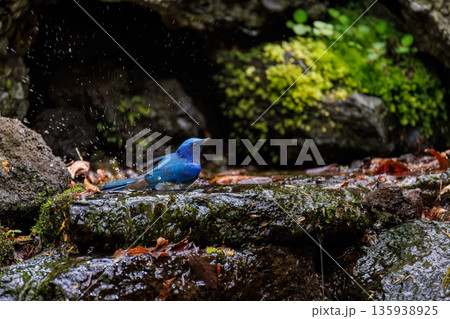 水浴びするオオルリ。幸せの青い鳥。山梨県富士吉田市大洞の水場-2025 山中湖の別荘地内にある水場。 135938925