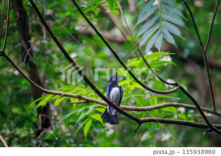 水浴びするオオルリ。幸せの青い鳥。山梨県富士吉田市大洞の水場-2025 山中湖の別荘地内にある水場。 水浴びするオオルリ。幸せの青い鳥。山梨県富士吉田市大洞の水場-2025 山中湖の別荘地内にある水場。 135938960