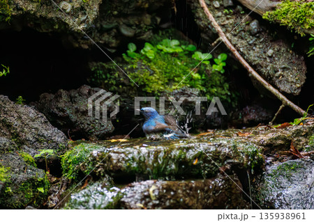 水浴びするオオルリ。幸せの青い鳥。山梨県富士吉田市大洞の水場-2025 山中湖の別荘地内にある水場。 135938961