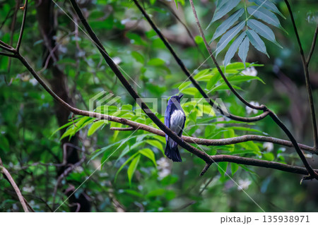 水浴びするオオルリ。幸せの青い鳥。山梨県富士吉田市大洞の水場-2025 山中湖の別荘地内にある水場。 135938971