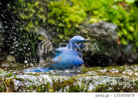水浴びするオオルリ。幸せの青い鳥。山梨県富士吉田市大洞の水場-2025 山中湖の別荘地内にある水場。 水浴びするオオルリ。幸せの青い鳥。山梨県富士吉田市大洞の水場-2025 山中湖の別荘地内にある水場。 135938979