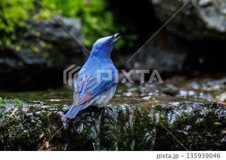 水浴びするオオルリ。幸せの青い鳥。山梨県富士吉田市大洞の水場-2025 山中湖の別荘地内にある水場。 135939046