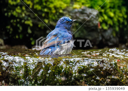 水浴びするオオルリ。幸せの青い鳥。山梨県富士吉田市大洞の水場-2025 山中湖の別荘地内にある水場。 水浴びするオオルリ。幸せの青い鳥。山梨県富士吉田市大洞の水場-2025 山中湖の別荘地内にある水場。 135939049