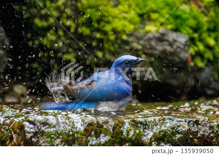 水浴びするオオルリ。幸せの青い鳥。山梨県富士吉田市大洞の水場-2025 山中湖の別荘地内にある水場。 135939050