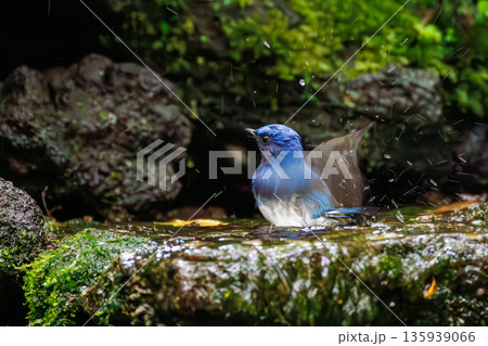 水浴びするオオルリ。幸せの青い鳥。山梨県富士吉田市大洞の水場-2025 山中湖の別荘地内にある水場。 135939066