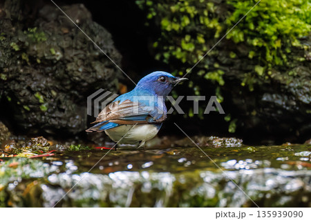 水浴びするオオルリ。幸せの青い鳥。山梨県富士吉田市大洞の水場-2025 山中湖の別荘地内にある水場。 135939090