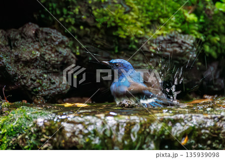 水浴びするオオルリ。幸せの青い鳥。山梨県富士吉田市大洞の水場-2025 山中湖の別荘地内にある水場。 水浴びするオオルリ。幸せの青い鳥。山梨県富士吉田市大洞の水場-2025 山中湖の別荘地内にある水場。 135939098