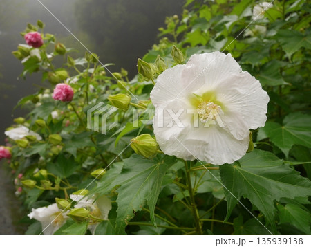 白い芙蓉の花 135939138