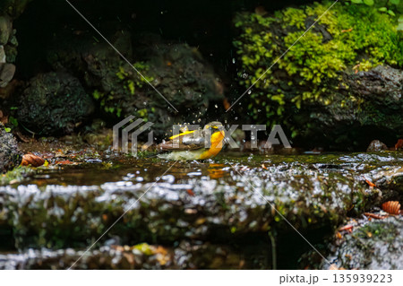 水浴びするキビタキ。山梨県富士吉田市大洞の水場-2025 山中湖の別荘地内にある水場。 崖から美しい 135939223