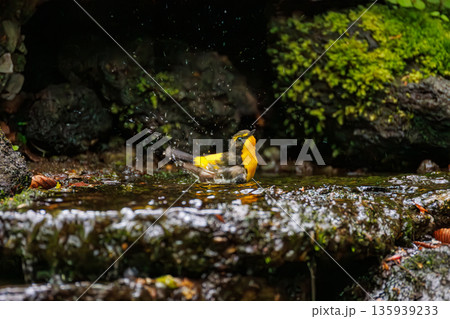 水浴びするキビタキ。山梨県富士吉田市大洞の水場-2025 山中湖の別荘地内にある水場。 崖から美しい 135939233