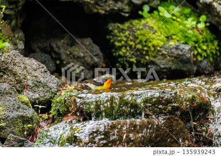 水浴びするキビタキ。山梨県富士吉田市大洞の水場-2025 山中湖の別荘地内にある水場。 崖から美しい 135939243