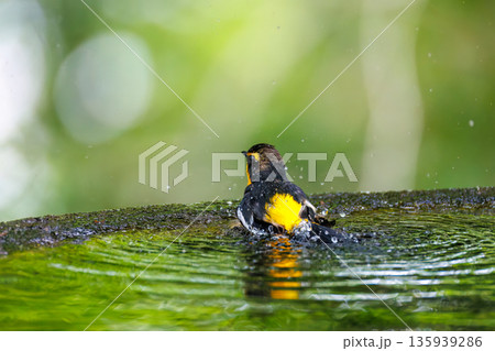 水浴びするキビタキ。山梨県富士吉田市大洞の水場-2025 山中湖の別荘地内にある水場。 崖から美しい 135939286