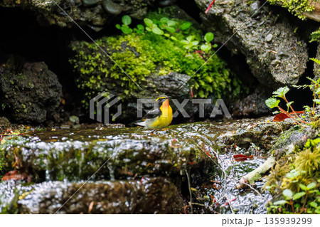 水浴びするキビタキ。山梨県富士吉田市大洞の水場-2025 山中湖の別荘地内にある水場。 崖から美しい 135939299