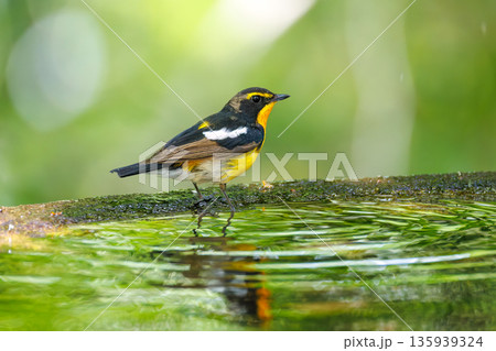 水浴びするキビタキ。山梨県富士吉田市大洞の水場-2025 山中湖の別荘地内にある水場。 崖から美しい 135939324