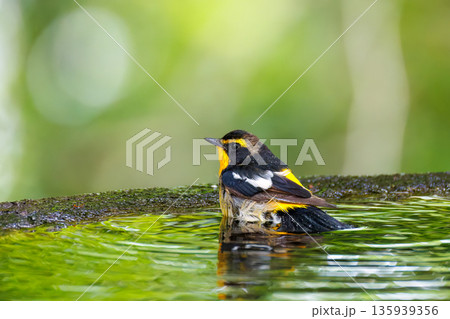 水浴びするキビタキ。山梨県富士吉田市大洞の水場-2025 山中湖の別荘地内にある水場。 崖から美しい 水浴びするキビタキ。山梨県富士吉田市大洞の水場-2025 山中湖の別荘地内にある水場。 崖から美しい 135939356