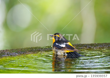 水浴びするキビタキ。山梨県富士吉田市大洞の水場-2025 山中湖の別荘地内にある水場。 崖から美しい 135939357