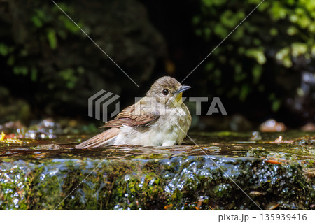 水浴びするキビタキ。山梨県富士吉田市大洞の水場-2025 山中湖の別荘地内にある水場。 崖から美しい 135939416