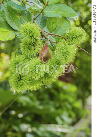 Closed up fresh bunch of vibrant green unripe rambutan fruits on tree in garden 135939473