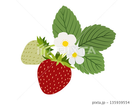 イチゴの素材　A-1 135939554