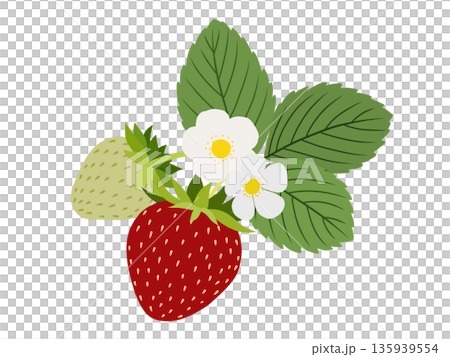 イチゴの素材　A-1 135939554