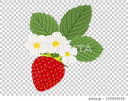 草莓材質 A-3 135939556