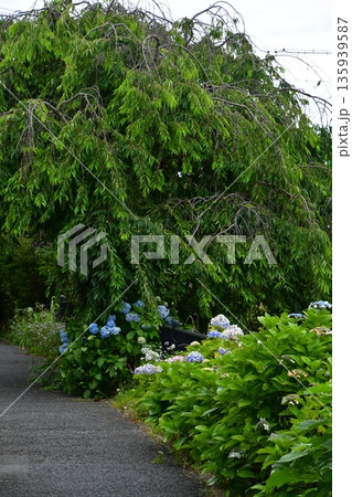雨に濡れる紫陽花 135939587