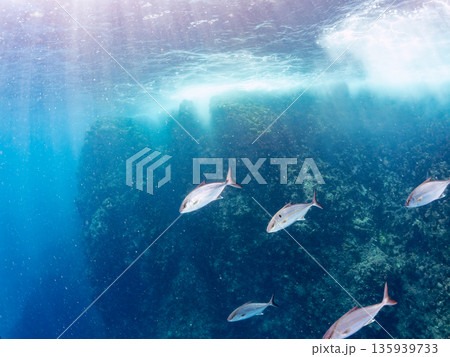 カンパチ群れ。キビナゴの大群を襲う。ヒリゾ浜南伊豆町中木 静岡県伊豆半島-2025 日本有数のシュノ カンパチ群れ。キビナゴの大群を襲う。ヒリゾ浜南伊豆町中木 静岡県伊豆半島-2025 日本有数のシュノ 135939733