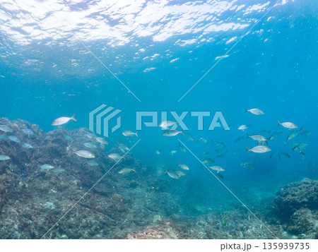 カンパチ群れ。キビナゴの大群を襲う。ヒリゾ浜南伊豆町中木 静岡県伊豆半島-2025 日本有数のシュノ 135939735