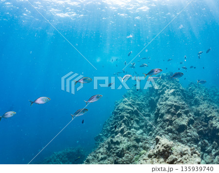 カンパチ群れ。キビナゴの大群を襲う。ヒリゾ浜南伊豆町中木 静岡県伊豆半島-2025 日本有数のシュノ 135939740