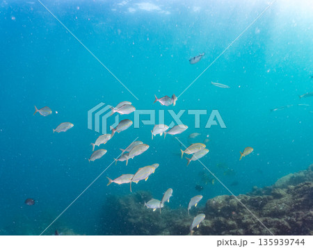 カンパチ群れ。キビナゴの大群を襲う。ヒリゾ浜南伊豆町中木 静岡県伊豆半島-2025 日本有数のシュノ 135939744