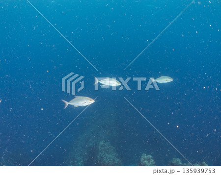 カンパチ群れ。キビナゴの大群を襲う。ヒリゾ浜南伊豆町中木 静岡県伊豆半島-2025 日本有数のシュノ 135939753