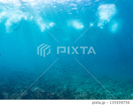 カンパチ群れ。キビナゴの大群を襲う。ヒリゾ浜南伊豆町中木 静岡県伊豆半島-2025 日本有数のシュノ 135939756