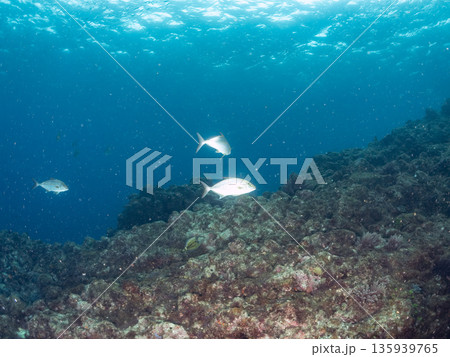 カンパチ群れ。キビナゴの大群を襲う。ヒリゾ浜南伊豆町中木 静岡県伊豆半島-2025 日本有数のシュノ 135939765