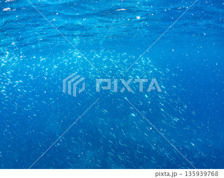 カンパチ群れ。キビナゴの大群を襲う。ヒリゾ浜南伊豆町中木 静岡県伊豆半島-2025 日本有数のシュノ 135939768