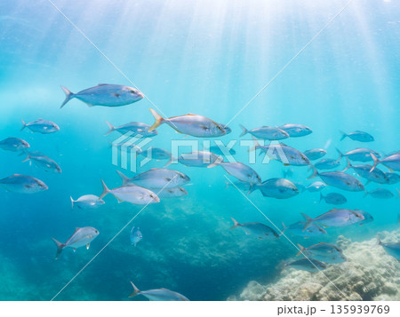 カンパチ群れ。キビナゴの大群を襲う。ヒリゾ浜南伊豆町中木 静岡県伊豆半島-2025 日本有数のシュノ 135939769