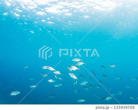 カンパチ群れ。キビナゴの大群を襲う。ヒリゾ浜南伊豆町中木 静岡県伊豆半島-2025 日本有数のシュノ 135939789