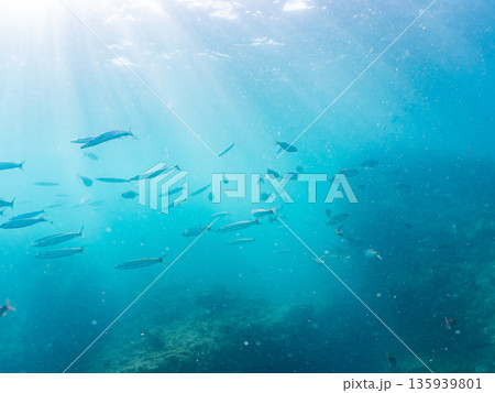 カンパチ群れ。キビナゴの大群を襲う。ヒリゾ浜南伊豆町中木 静岡県伊豆半島-2025 日本有数のシュノ 135939801