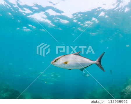 ヒレナガカンパチ群れ。キビナゴの大群を襲う。ヒリゾ浜南伊豆町中木 静岡県伊豆半島-2025 日本有数 135939992