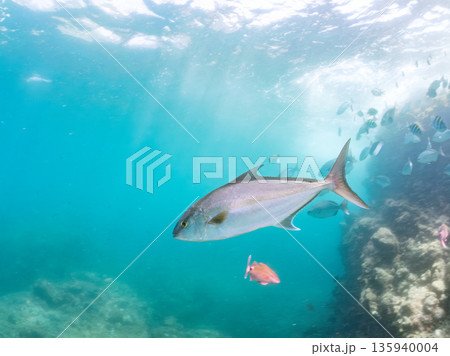 ヒレナガカンパチ群れ。キビナゴの大群を襲う。ヒリゾ浜南伊豆町中木 静岡県伊豆半島-2025 日本有数 135940004