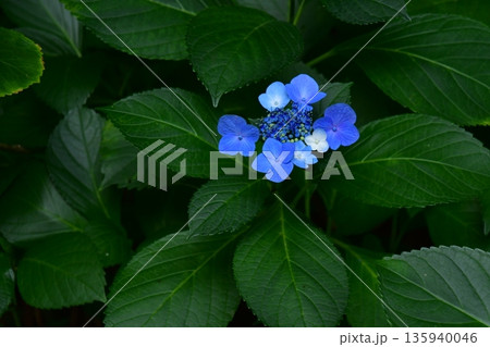 額咲きのアジサイの花 135940046