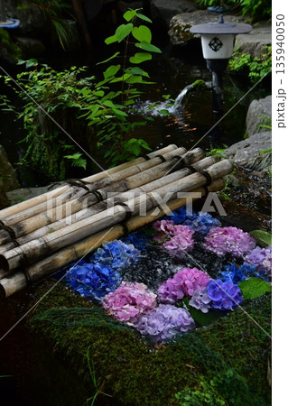 水に浮かぶ紫陽花 135940050