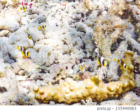 クマノミ幼魚、白化したイソギンチャク。ヒリゾ浜南伊豆町中木 静岡県伊豆半島-2025 日本有数のシュ 135940063